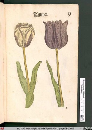 Tulipa [Tulpen]