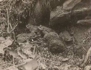 Erdkröte (Bufo bufo-Komplex). Ansammlung von Männchen zur Paarungszeit