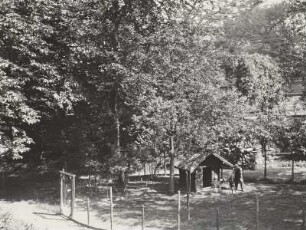 Wildgehege mit Rehen