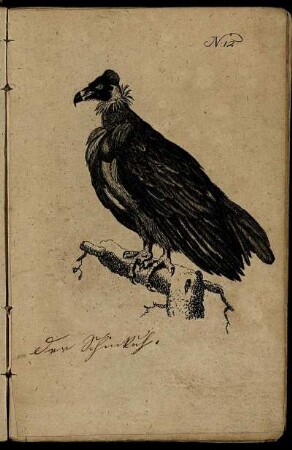 No. 12.