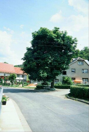 alte Linde mit Bank