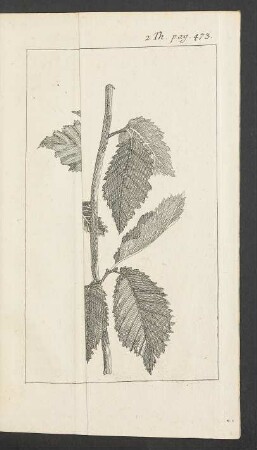 Tafel: Hagenbuche. kleine Ulme.