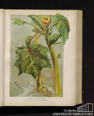 Hibiscus esculenta Linné. Eibisch.