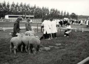 Viehbeschau in Sonnewalde : Viehwirtschaft - häusliche Viehwirtschaft. Ort: Sonnewalde, Kreis Finsterwalde. Viehmusterung des Kreises Finsterwalde (auf dem neuen Reitplatz)