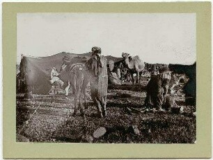 Beduinenlager v. Zerakijje (Hauran), Pakcen der [?] Maultiere - 'Ali