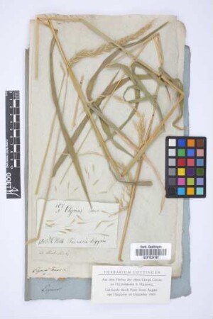 Elymus tener L.