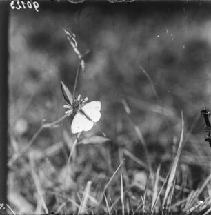 Kleiner Kohlweißling : Kleiner Kohlweißling (Pieris rapae Linnaeus).