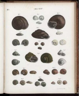 Helix. Tab. IV.