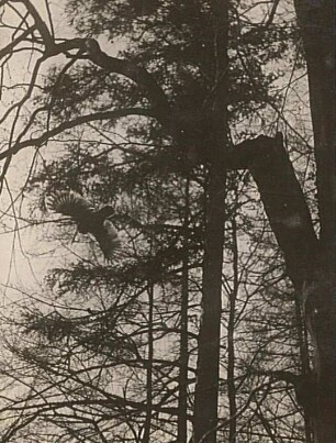 Waldkauz (Strix aluco L.), abfliegender Vogel