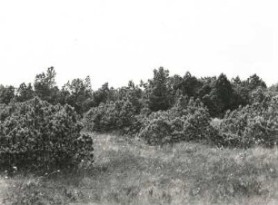 Zinnwald-Georgenfeld. Hochmoor mit Moorkiefern