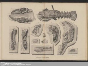 Tab. XXXVIII*. Crustacea from the Chalk