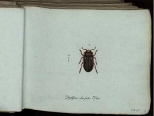 Dytiscus dorsalis Fabr. - Dermestes femicoleoptratus Mihi.