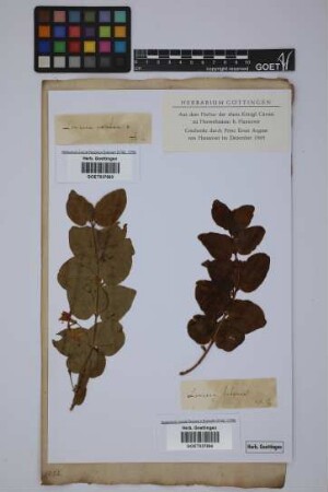 Lonicera tatarica L.