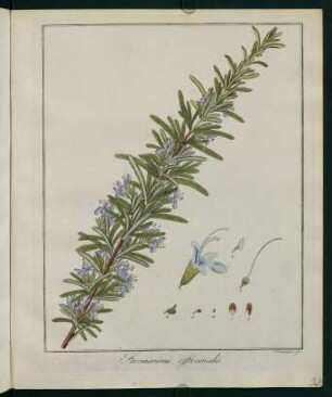 32r, Rosmarinus officinalis