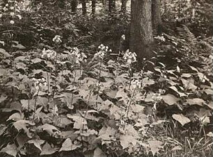 Alpen-Milchlattich (Cicerbita alpina)