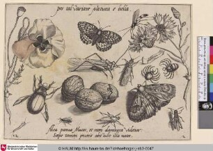 [Insekten, Pflanzen und Früchte mit Heuschrecke im Zentrum]