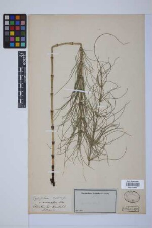 Equisetum arvense L. var. nemorosum A.Br.