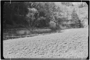 Märzenbecherwiese an der Bockmühle im Polenztal