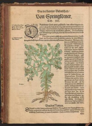 Von Springkörner, Cap. XCIX