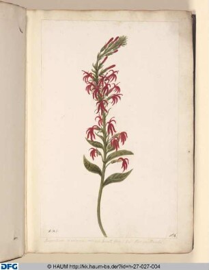 Rapuntium maximum, ...