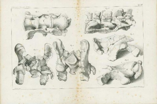 Tafel XIII