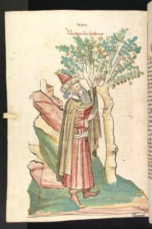 Der Lorbeerbaum (Laurus)