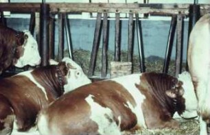 Fotografie: Anbindestall, Bullenmast, Fressgitter