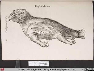 Elephas Marinus.