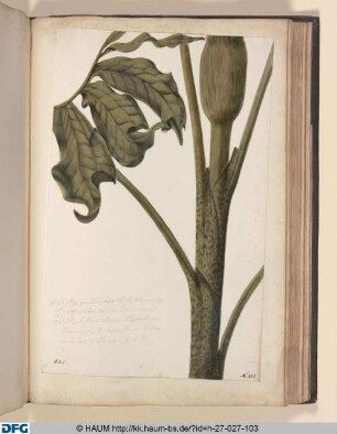 Haei quatuor folia AB (ligiert) rite sibi invicem. adponantur, habetur Dracunculus Polyphyllus. S. Arum, Polyphyllum Draeuneulus & Serpentarin Tietum, caule maeulato majus & elatius.