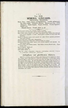 Tab. XVIII. Mimosa Linearis.