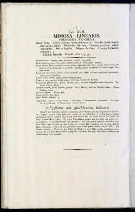 Tab. XVIII. Mimosa Linearis.