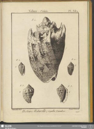 Pl. 382. Volute. Voluta