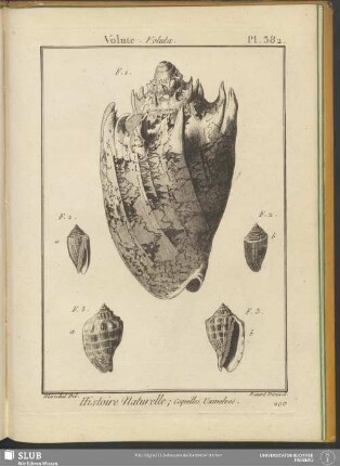 Pl. 382. Volute. Voluta