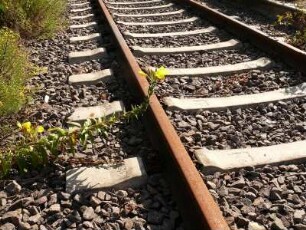 verrostete Gleise an der stillgelegten Bahnstrecke Quedlinburg-Aschersleben