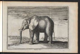 Elephant. 1. figure