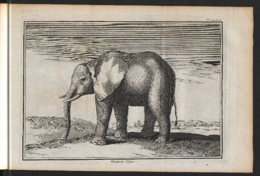 Elephant. 1. figure