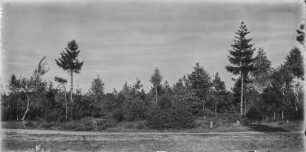 Wald : Blick auf einen Wald.