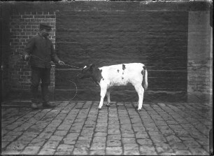 Rotbuntes Niederrhein Rind, weiblich