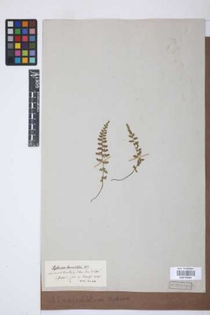 Asplenium lanceolatum Huds.