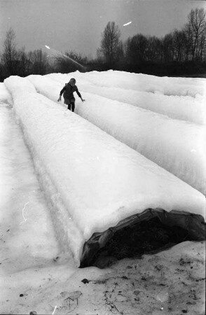 Gemüseanbau im Winter bei der Gärtnerei Wenz in Söllingen.