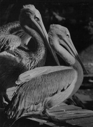 Archivfotografie "motive_tiere_zoo_verschiedene_on01"