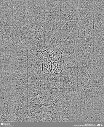 Wasserzeichen S.15_16