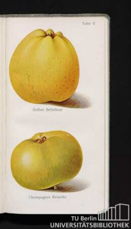 Tafel V. Gelber Bellefleur und Champagner Reinette.