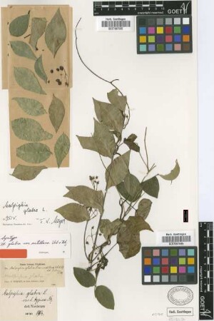 Malpighia glabra L. var. typica Nied.