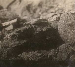 Rochlitzer Berg, Glatt- oder auch Schlingnattern (Coronella) in der Nähe des Schlupfwinkels, sich sonnend
