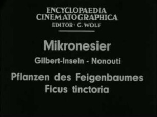 Mikronesier (Gilbert-Inseln, Nonouti) - Pflanzen des Feigenbaumes Ficus tinctoria
