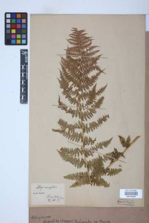 Athyrium alpestre (Hoppe) Rylands