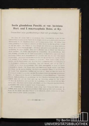 Inula glandulosa Puschk. et var. laciniata Hort. und I. macrocephala Boiss et Ky. Drüsen-Alant nebst geschlitztblättriger Abart und großköpfiger Alant.