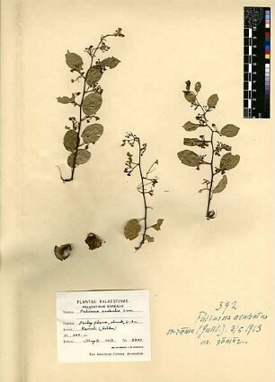 Rhamnaceae Paliurus aculeatus Lamarck, Jean-Baptiste Pierre Antoine de Monet de (1744 - 1829) [Rama, Rameh, ar-Rame, ar-Rama]