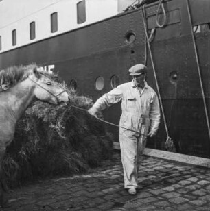 Islandpony am Hafen : Islandpony am Hafen von Reykjavik beim Einschiffen auf das Schiff "Alexandrine"
